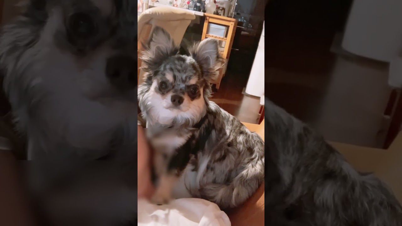 インカメの自分にビックリする#チワワ #チワワパピー #チワワと暮らす
