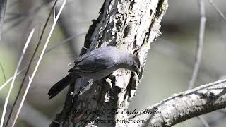 GRAY CATBIRD feeding, bathing.  Dumetella carolinensis