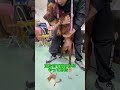 【ペット里親会通信】放棄された繁殖犬　アイリッシュセッターのアイリーン