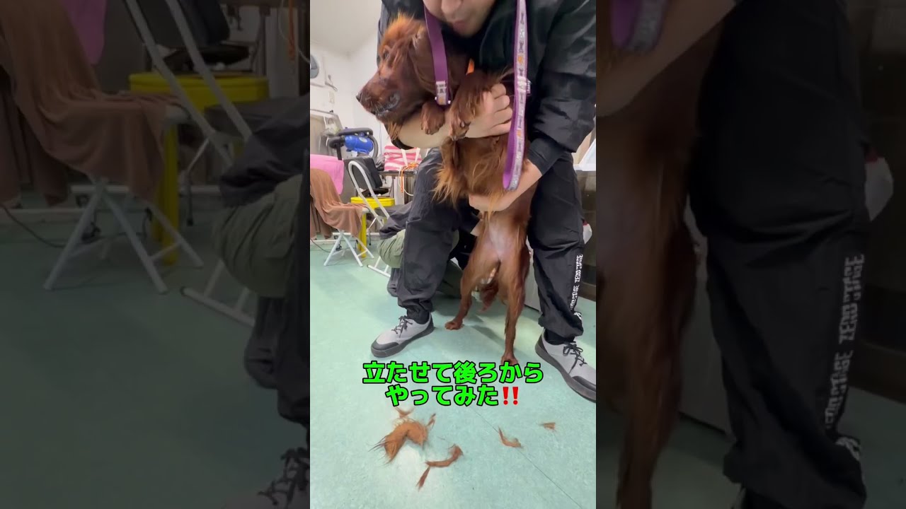 【ペット里親会通信】放棄された繁殖犬　アイリッシュセッターのアイリーン