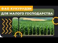 Вибір ФАО кукурудзи для малого господарства