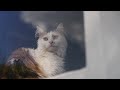 【YKK AP公式】窓と猫の物語 「チームメイト」篇 メイキング Story of a window and a cat Making of "Teammates"