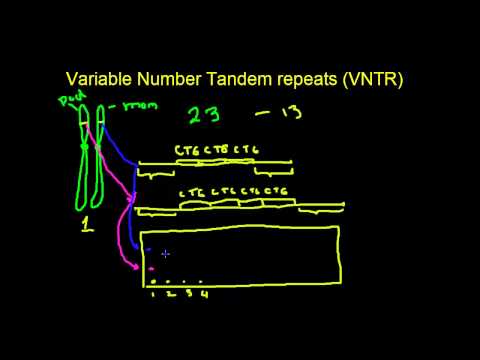 वीडियो: ट्रिन्यूक्लियोटाइड दोहराव विस्तार कैसे होता है?