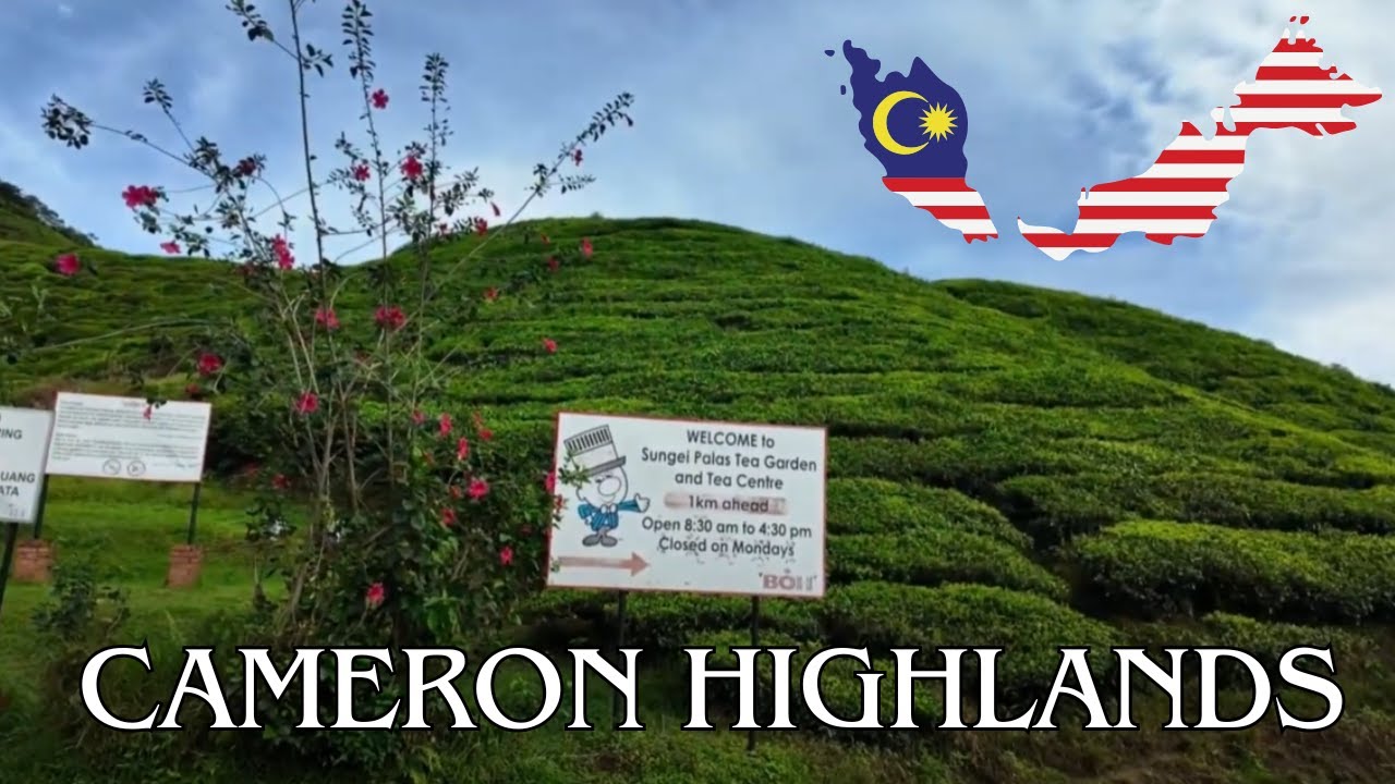 The Tea Plantations of Tanah Rata 🇲🇾