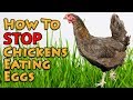 How To Stop Chickens Eating Eggs