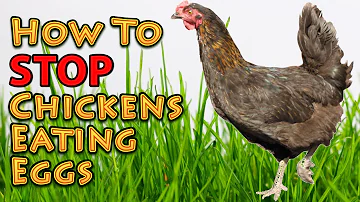 What happens if you take eggs from a broody hen?
