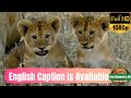 African lion diary 2021young lion cubs how to be dominant lion pride  nature lion documentary