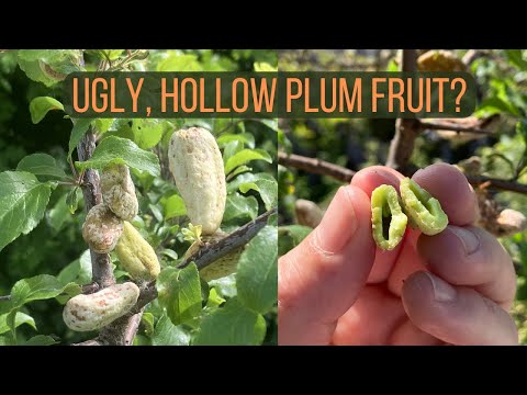 Video: How To Prevent Plum Pocket Disease