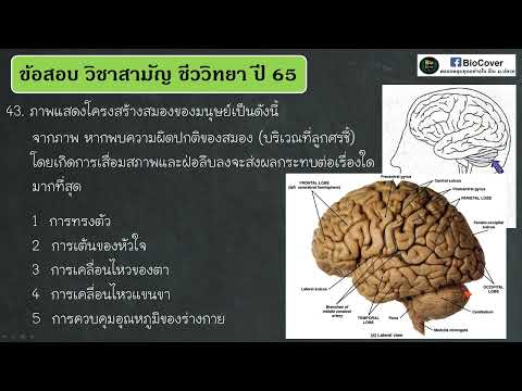 เฉลยข้อสอบ 9วิชาสามัญ ปี 65 ข้อ 43 : หน้าที่ของส่วนต่างๆในสมอง