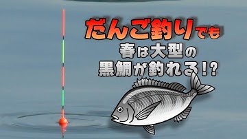 大型の黒鯛が釣れると聞いてだんご釣りをやってみたら…
