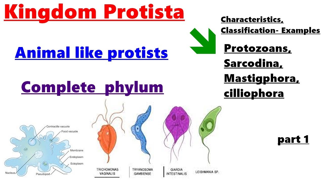 protista examples