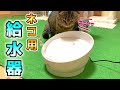 猫用給水器のコパンを試してみたら子猫の反応がかわいすぎた【スコティッシュフォールド】