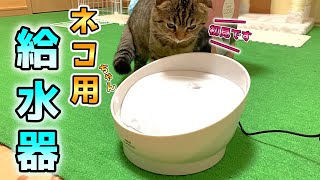 猫用給水器のコパンを試してみたら子猫の反応がかわいすぎた【スコティッシュフォールド】
