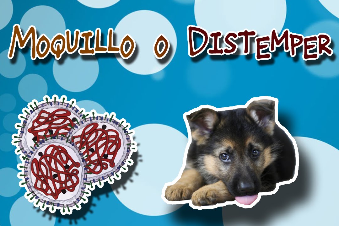 Canine distemper |Diseases pets | (Viral Diseases) | Dogs | sintomas de apendicitis