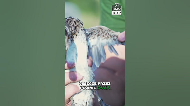 Kaczka w Detalach: Sekret pierzenia ! 🦆✨