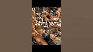 Please donate or write random words to help us get dog food#help #shelter #dogs #adopt #please #pup