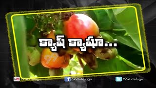 Cultivation Of Cashew Nuts Gives Cash || Eruvkaka || 99tv