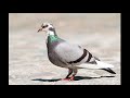 La chanson des pigeons  la 2me chanson de lalbum