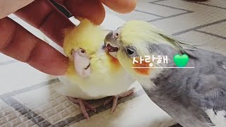 #No.7 #방구석쓰담 #앵 #머리긁긁 #왕관 #앵무새 #앵두는체리 #251003-1 #cockatiel #parrot #영상 #추억 #Story  #영상
