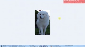 Clasificación de Imágenes (Tensor Flow)