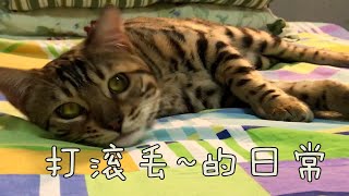 我是怎样让猫咪学会击掌的？？ by  Milk Group Zi 19 views 3 months ago 4 minutes, 23 seconds