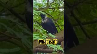 What Bird is it? Crowtures? 😬#crow #bald #vultures #funnyanimals