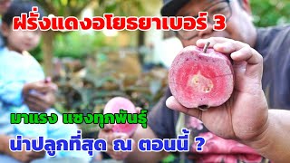 ฝรั่งไส้แดงที่น่าปลูกที่สุดตอนนี้ ฝรั่งแดงอโยธยาเบอร์ 3 หวานจัด สีสันสวยงาม ผลแดง ใบแดง | พี่ต้อม