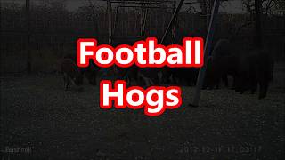 Football Hogs