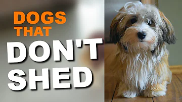 Do Shih Tzu Yorkie shed?