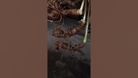 #sâm_ngọc_linh_rừng 4 củ 4tr sâm rừng tự nhiên  #sâm_ngọc_linh #sâm_ngọc_linh