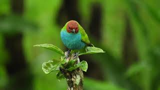 Burung Warna Warni
