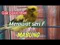 cara merawat kenari seri F mabung ( biar cpt gacor )