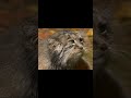 Manul Live #manul #youtube #short #shorts #мануал #ape #live #youtubekids #top #top10