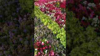 beautiful flower bed