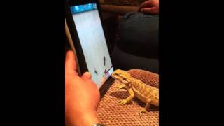 Bearded dragon plays ant smasher on the iPad