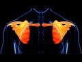 Pectoral Girdle and Scapula Anatomy Quiz
