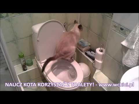 Wideo: Jak Nauczyć Kota Chodzić Do Toalety?