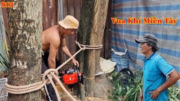 Vua Khỉ cưa hạ gốc nhiều cây Tràm Bông Vàng nằm nghiêng vào nhà (1/2) Cutting acacia auriculiformis