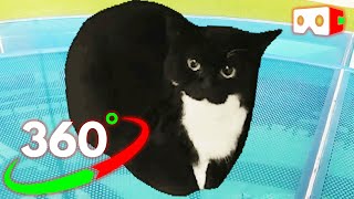 🔴VR 360° Can you find Maxwell the cat by VR 360 TV 69,839 views 1 year ago 1 minute, 38 seconds