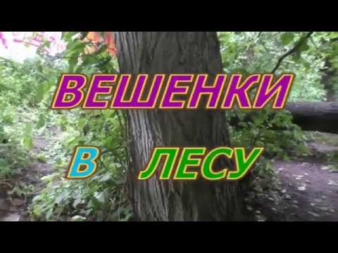 Грибы Не Вешенки в лесу. Лесовик пошутил..