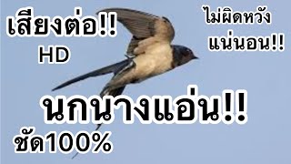 เสียงนกนางแอ่น!! เสียงต่อ!!