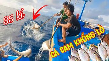 CÂU TAY 7_Đụng Độ Bầy Cá Cam Khổng Lồ_Con Gần 40 Kí,Ae Khấu Kéo cá Muốn Té Xỉu Luôn