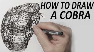 HOW TO DRAW A COBRA (beginnerintermediate)