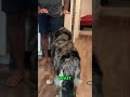 Funny Dog Training: Brodie Learns to Crawl &amp; More! #shorts