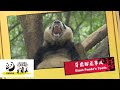 【The Giant Panda You Don&#39;t Know】Giant Panda’s Teeth | iPanda