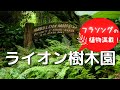 フラダンサーのためのハワイドライブ〜ライオン樹木園編