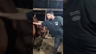 Cow #status