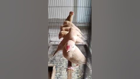 Fawn Java Young Pieces | Lahore birds market