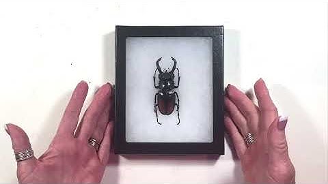 Hydrating, Spreading and Pinning a Beetle Specimen