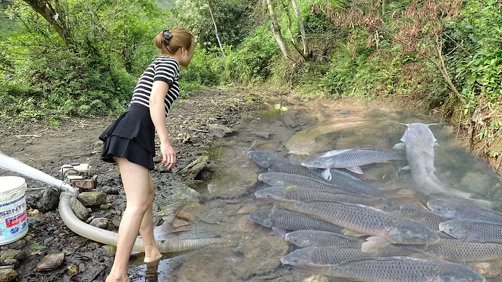Fishing Videos: The Girl Skillfully Pumping Water Outside The Natural Lake, Catch A Lot Of Big Fish